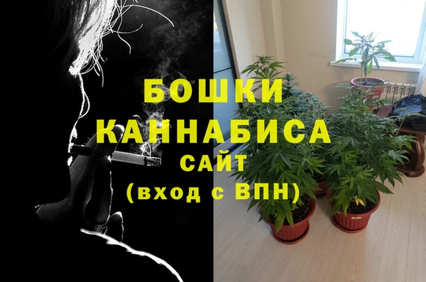 сатива Белокуриха